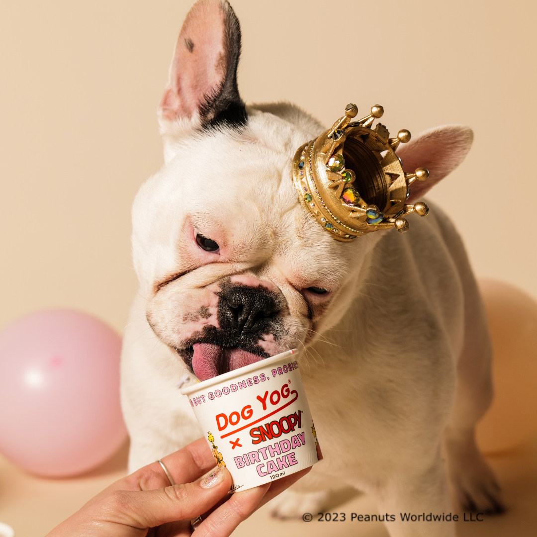 Dog Yog x Snoopy Birthday Cake Yog 12 pack