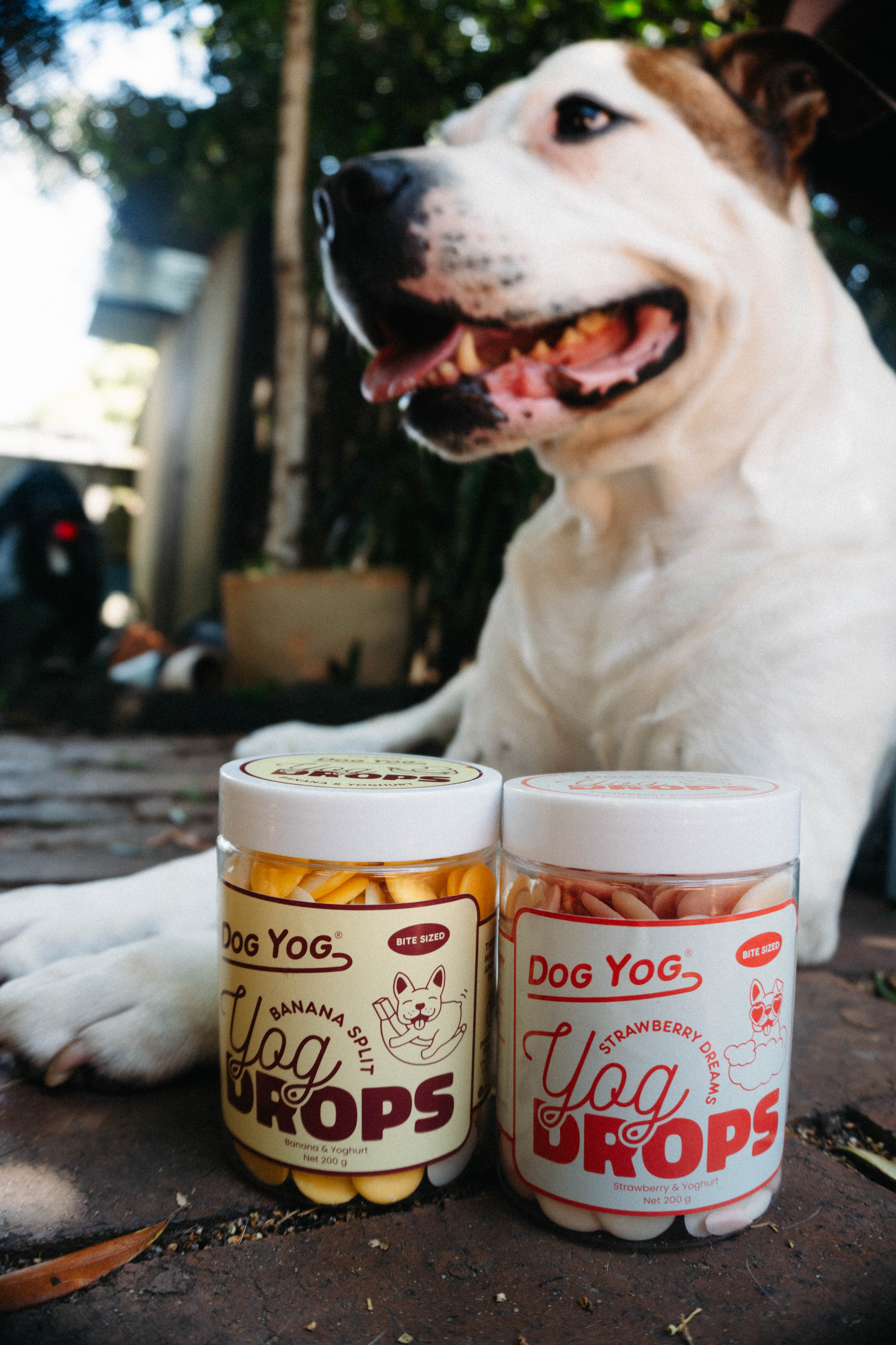Dog Yog Gift Bundle